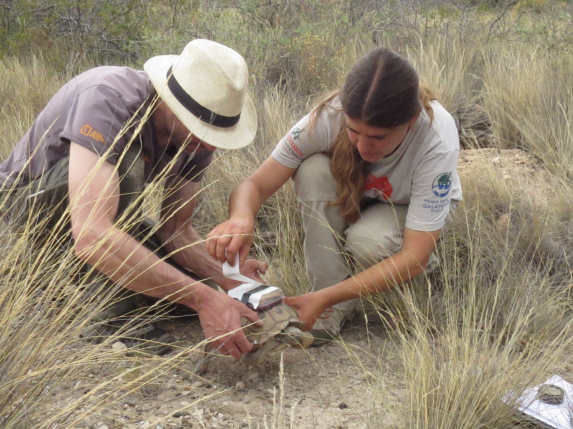 They invited biologists from San Antonio Oeste to the US to expose on the life of turtles – Más Río Negro